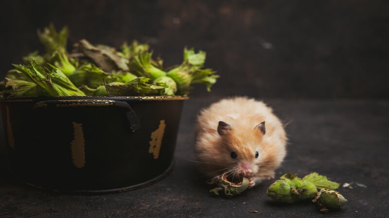 Which Rodent Control Solutions Prevent Future Infestations Best?